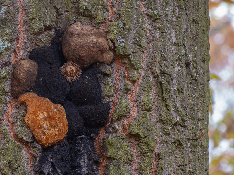 Inonotus nidus-pici Inonotus nidus-pici